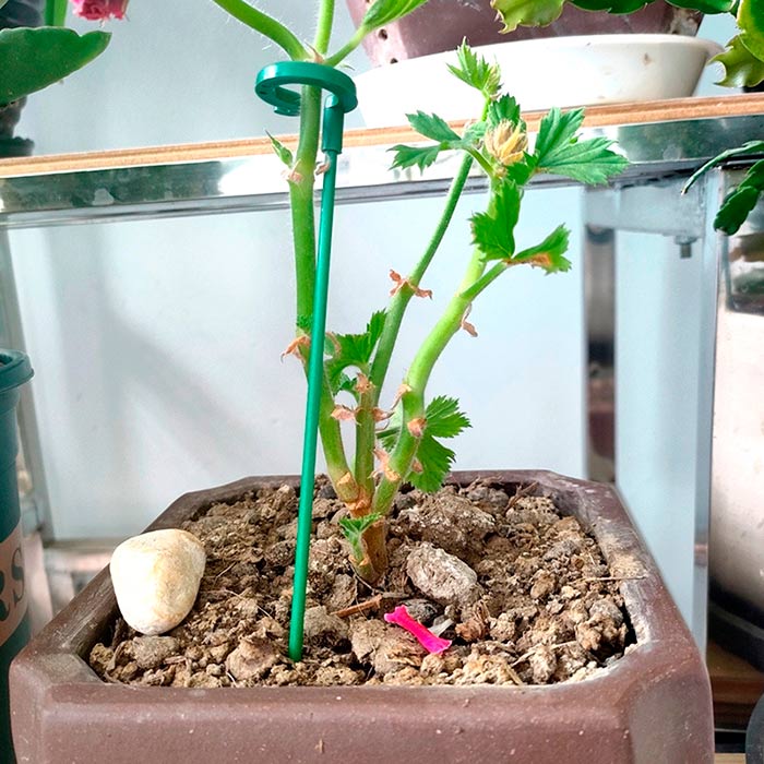 SupportPlant, podpora za rastline (10+10 GRATIS) - Image 2